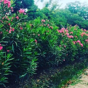 Cerco vivo o ecológico