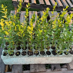 Quillay speedling 20cm