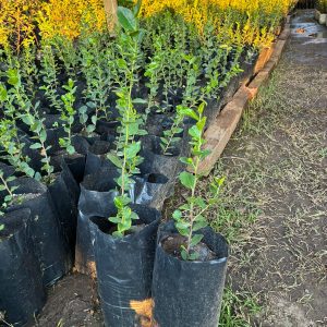 Quillay en bolsa 20x30