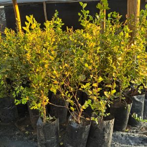 Quillay 70cm. Bolsa 20x30