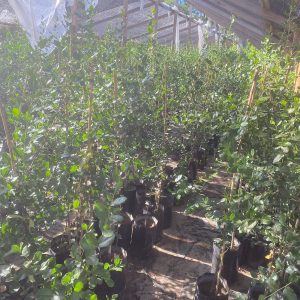 Quillay 1,6mt  bolsa 25x40