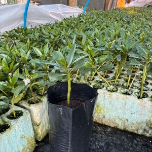 Miospro 20 cm bolsa 20x30