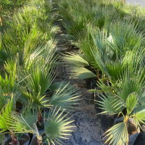 Palmera Washingtonia 1 mt