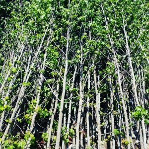 Liquidambar de 2,5 mt