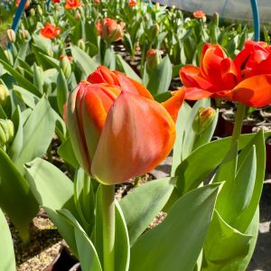 Tulipanes maceta n13