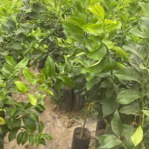 Cítricos (limoneros ,mandarinos ,naranjo )