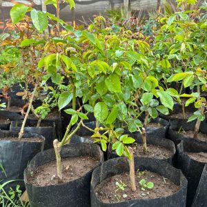 Rosas en bolsa 30x30